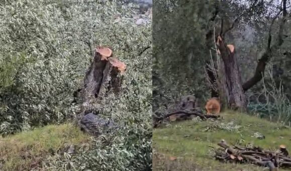 CHP Milas İlçe Başkanı İstifa Etti, Damat Müdürlük Görevinden Alındı