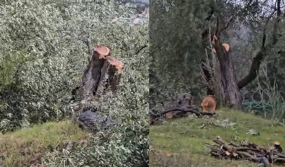 CHP Milas İlçe Başkanı İstifa Etti, Damat Müdürlük Görevinden Alındı