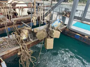 Kumbahçe Paşatarlası’nda Kaçak Yapı Ve Tonoz Operasyonu