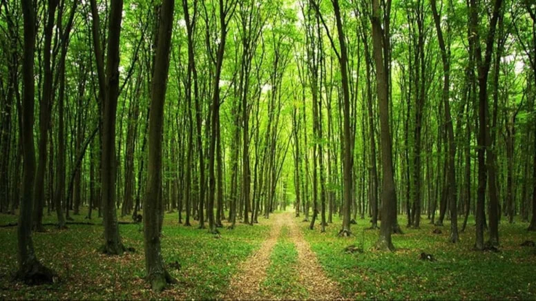 Ormanlara Üç Koldan Darbe İddiası: Yeni Yasa Teklifi Tartışma Yarattı