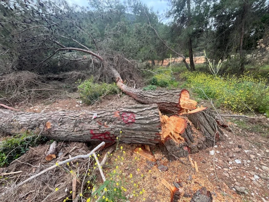 Bodrum’da Paravanlı Orman Katliamı İddiası