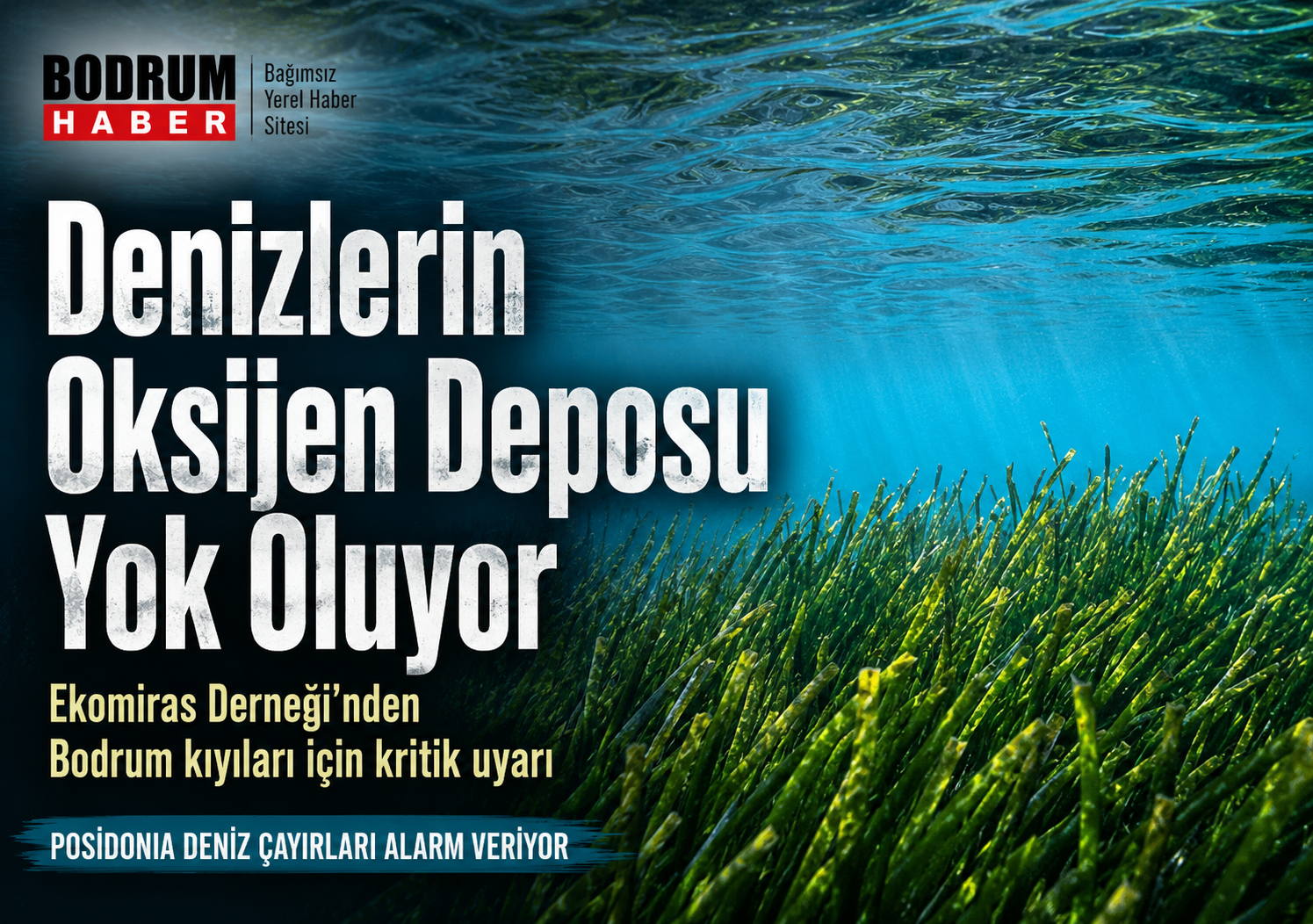 Denizin Akciğerleri Yok Oluyor: Bodrum Kıyıları İçin Kritik Uyarı