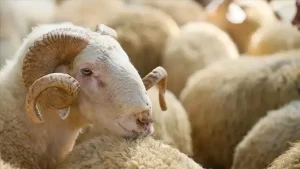 Bodrum’da Kurban Derisi Toplamada Yetki Tartışması