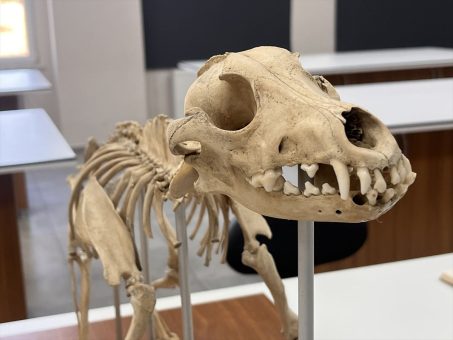 MSKÜ’de Zooarkeolojik Koleksiyon Eğitime Katkı Sağlıyor