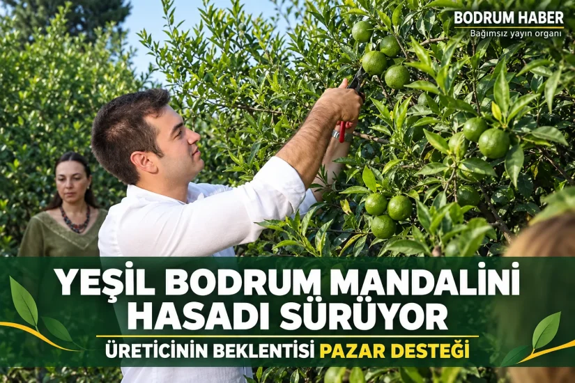 Yeşil Bodrum Mandalini Hasadı Sürüyor: Üreticinin Beklentisi Pazar Desteği