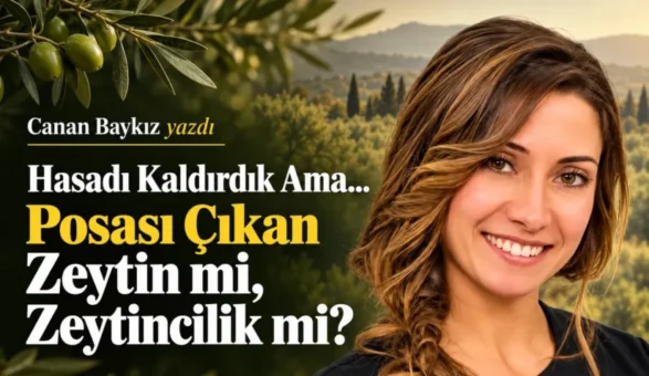 Hasadı Kaldırdık Ama… Posası Çıkan Zeytin mi, Zeytincilik mi?